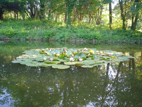 Wasserlilien in einem Teich